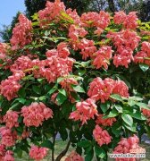 珠海市花象征什么含义？珠海市花的花语有哪些？