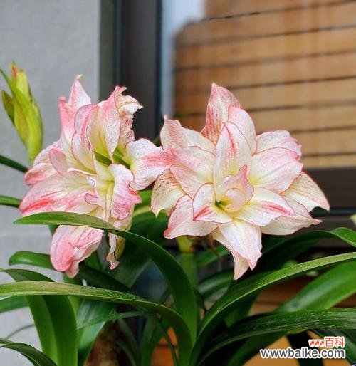 朱顶红的花语是什么？有哪些关于它的传说故事？