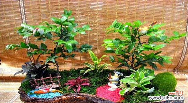 竹柏的花语和传说是什么？竹柏的寓意象征有哪些特点？