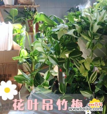 竹类植物象征着什么样的人格特质?