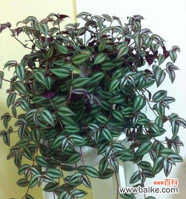 竹类植物象征着什么样的人格特质?