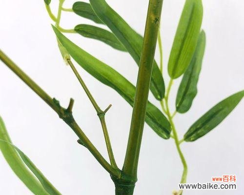 竹类植物象征着什么样的人格特质?