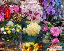 竹子花语是什么意思？竹子代表了哪些美好寓意？