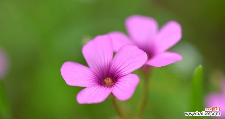 紫边碧玉椒草有什么作用?它的花语是什么?