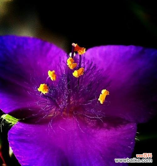 紫露草的花语是什么?有哪些关于它的传说故事?