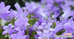 紫罗兰花语是什么？有哪些关于紫罗兰的传说故事？