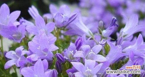 紫罗兰花语是什么？有哪些关于紫罗兰的传说故事？