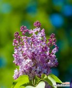 紫罗兰花代表什么意义？如何解读紫罗兰的花语？