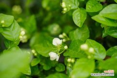 茉莉枯萎了还能救活吗，该怎么救活？