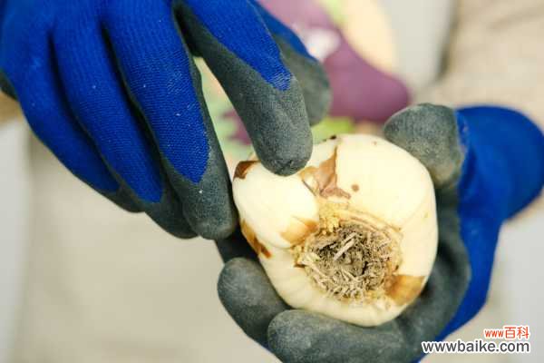 水仙花突然软了是什么原因