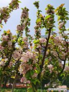 网购海棠花苗怎么不发芽