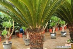 铁树叶子下垂是怎么回事