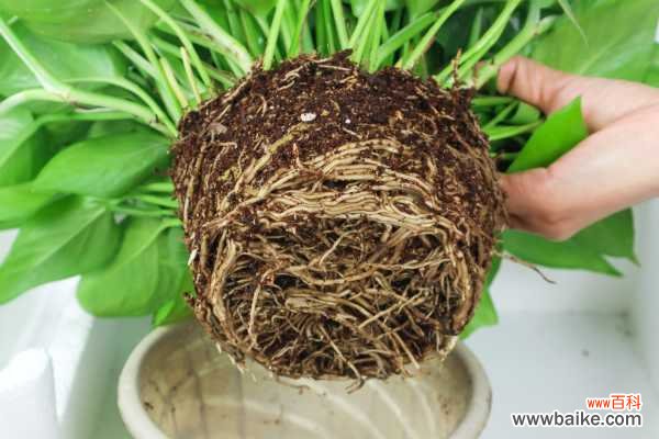 绿萝茎发黑怎么治