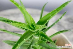 芦荟上有黑色斑点怎么办