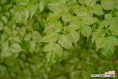 幸福树叶子干枯怎么救