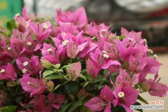 三角梅掉花的解决办法