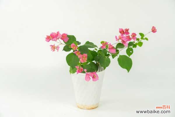 三角梅掉花的解决办法