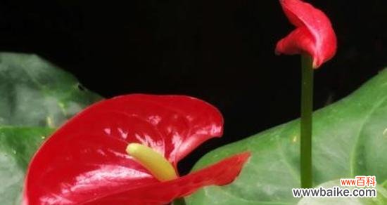 一步步教你打造优美的火鹤花园 如何科学养护火鹤花？