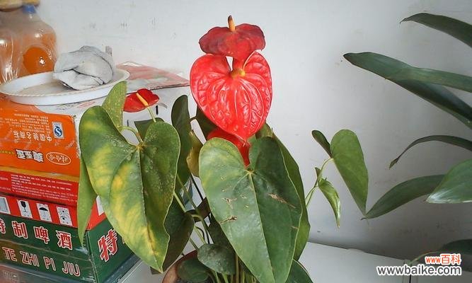 一步步教你打造优美的火鹤花园 如何科学养护火鹤花？