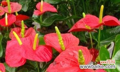 一步步教你打造优美的火鹤花园 如何科学养护火鹤花？