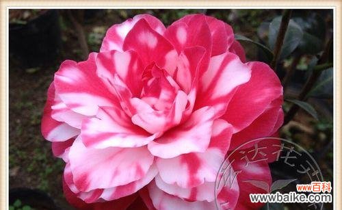 茶花盆栽的防雨、防虫、防病全攻略,让你的茶花更加健康 雨季养护,茶花盆栽防护全攻略