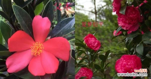茶花盆栽的防雨、防虫、防病全攻略,让你的茶花更加健康 雨季养护,茶花盆栽防护全攻略