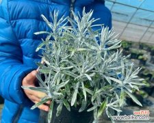 打造美丽花园的秘密/如何养护优美的腊菊 腊菊的养殖方法