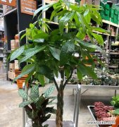 这些经验让你轻松种出旺旺旺的发财树！ 家里养发财树好不好？