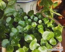 探究铜钱草养护中的光照条件 铜钱草需要晒太阳吗？