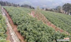 为您详解杨梅树的种植时机及注意事项 杨梅树的最佳种植时间