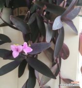 用最简单的方法，让你轻松种植紫竹梅 紫竹梅扦插方法图解