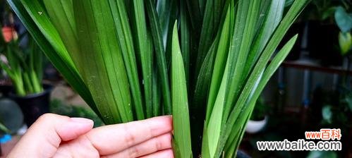 打造美丽的墨兰盆景,关键在于以下5点 如何养好墨兰?5个关键要点不可错过