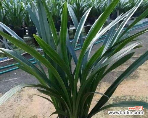 打造美丽的墨兰盆景,关键在于以下5点 如何养好墨兰?5个关键要点不可错过