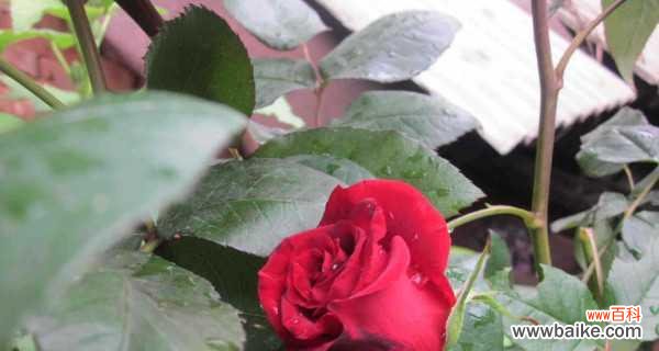 教你如何用玫瑰花枝条繁殖新苗 玫瑰花扦插繁殖方法