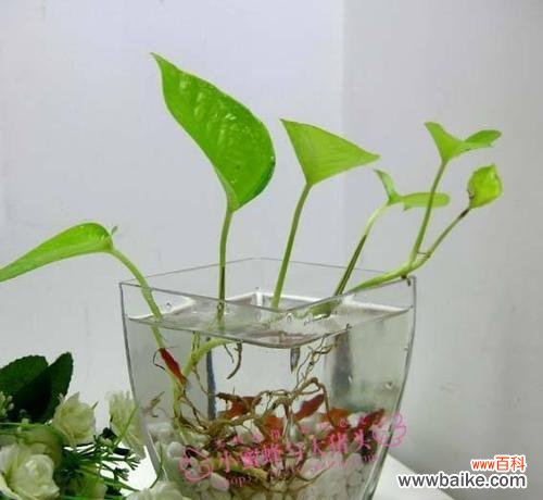 探究水培植物根烂的成因和防治方法 水培植物根烂的原因