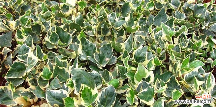 从选种到管理，让常青藤健康成长 常青藤的养殖方法与注意事项