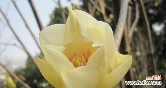 如何在家中栽培一棵美丽的玉兰树?- 玉兰树的养殖方法