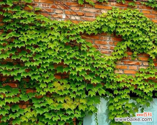 打造美丽的绿色装饰 爬山虎植物种植攻略