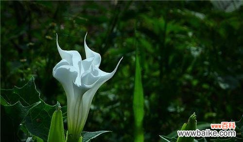 探索曼陀罗花的深层寓意 曼陀罗花花语