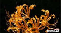 揭秘曼陀罗华的花语和象征意义 曼陀罗华花语解读