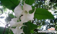 揭示花朵背后的秘密 曼陀罗花语的深刻含义