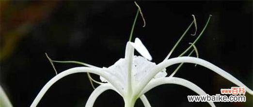 探秘曼陀罗华的花语意义与神话传说 曼陀罗华的花语与传说