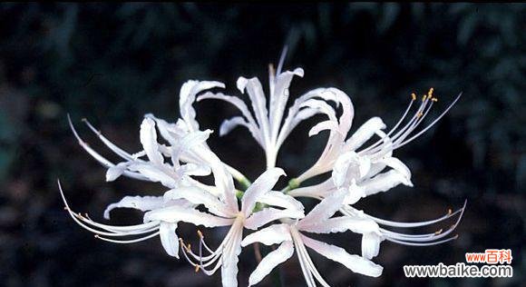 揭开曼陀罗华的秘密 曼陀罗华