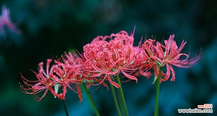 揭开曼陀罗华的秘密 曼陀罗华