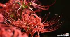 绽放的美丽 曼珠沙华——花海中的传说