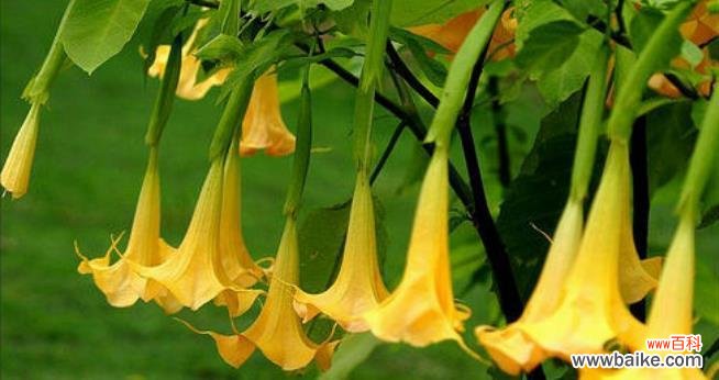 从黑暗中绽放的生命之光 曼陀罗花之美