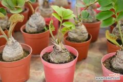 金钱树叶子为什么发黄