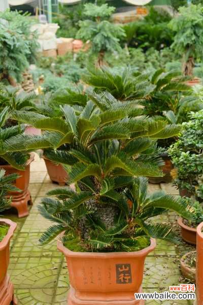 铁树的叶子发黄如何补救