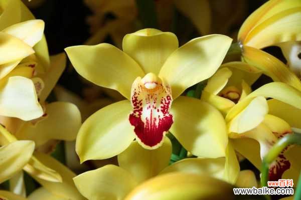 兰花常见虫害及防治方法