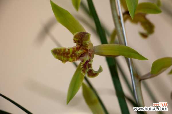 兰花常见虫害及防治方法
